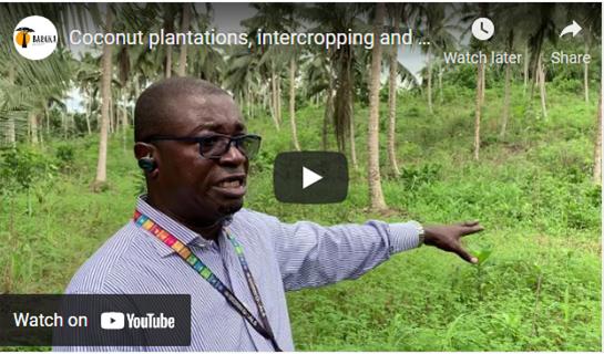 Coconut plantations, inter-cropping and food security