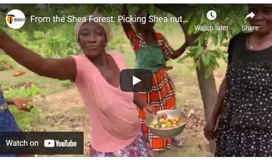 From the Shea Forest: Picking Shea nuts (seeds)