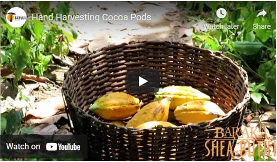 Hand-Harvesting Cocoa Pods